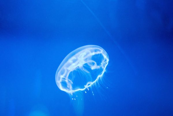 A jellyfish on the sea